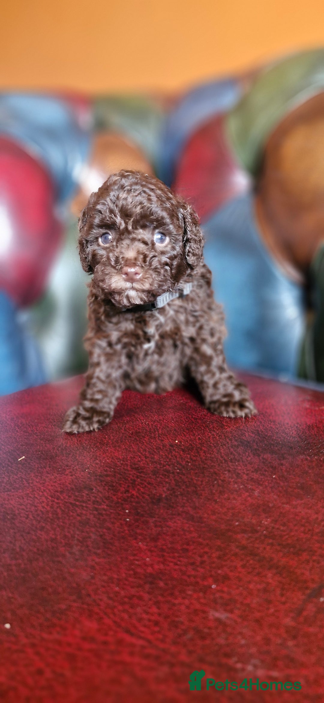 Toy Poodle dogs for sale: Gorgeous chocolate tiny toy poodles  - Image 17