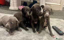 Italian Greyhound dogs for sale: Itlaian greyhound puppy's for sale - Image 1