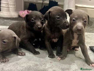 Italian Greyhound dogs - Advert 14