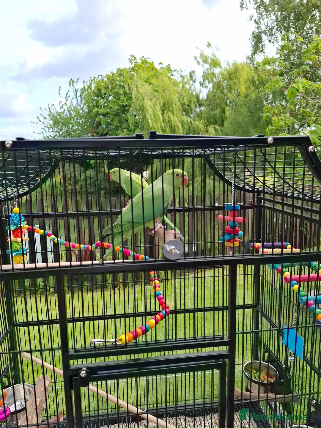 Ringnecks birds for sale: Indian Ringneck Parakeets for sale. - Image 3