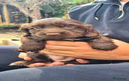 Cocker Spaniel dogs for sale: Show cocker spaniels  - Image 16