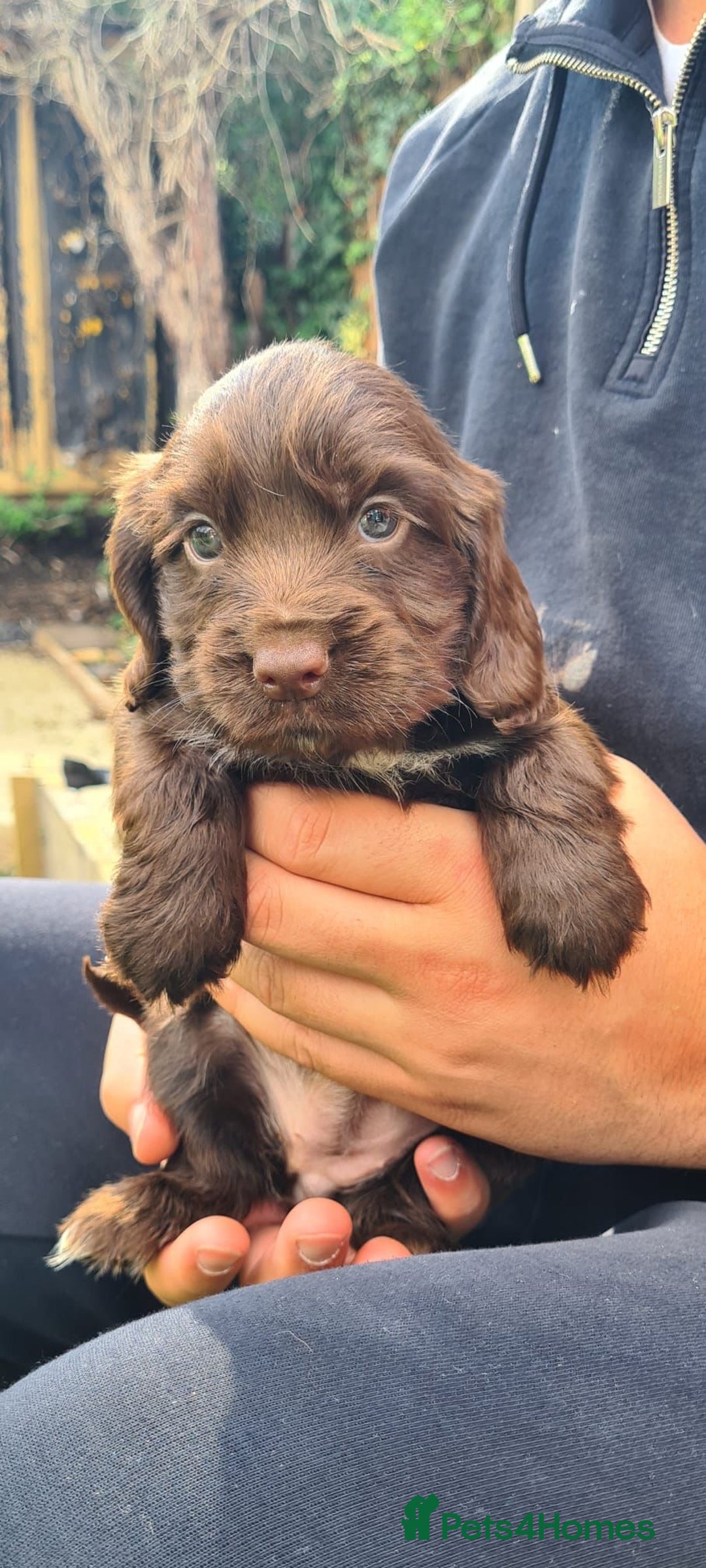Cocker Spaniel dogs for sale: Show cocker spaniels  - Image 16