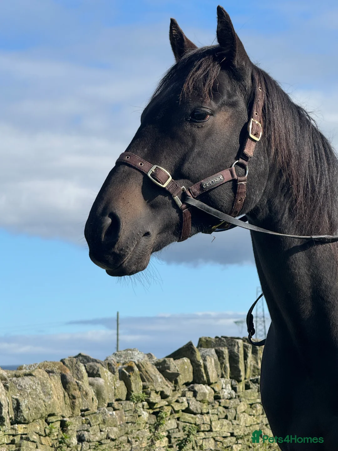 Irish Thoroughbred horses for sale: Thoroughbred and Dartmoor  - Advert 3