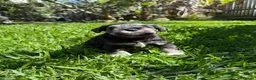 Miniature Schnauzer dogs for sale: Beautiful Pure Miniature Schnauzer Sweethearts  - Advert 10