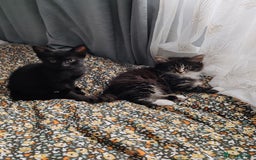 Mixed Breed cats for sale: Kitten for sale - 7 weeks old (Male, Black) - Image 2