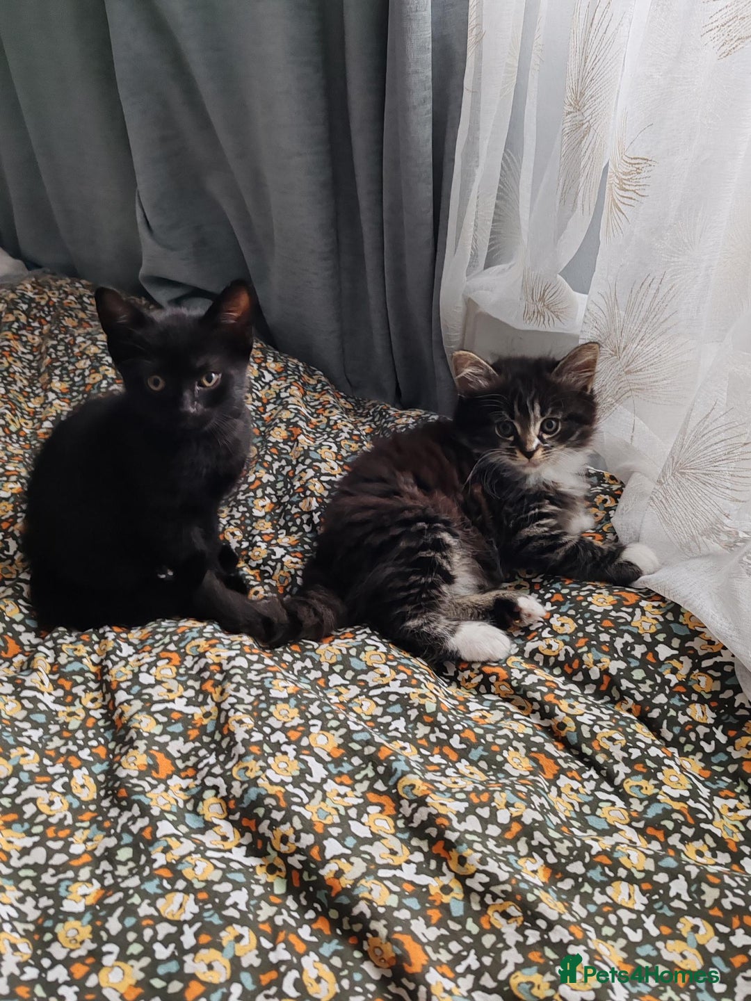 Mixed Breed cats for sale: Kitten for sale - 7 weeks old (Male, Black) - Image 2