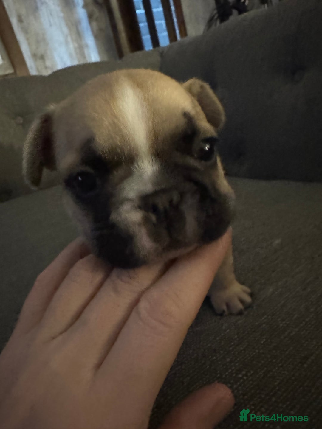 French Bulldog dogs for sale: DWKC Registered Puppies – Health Tested  - Advert 5