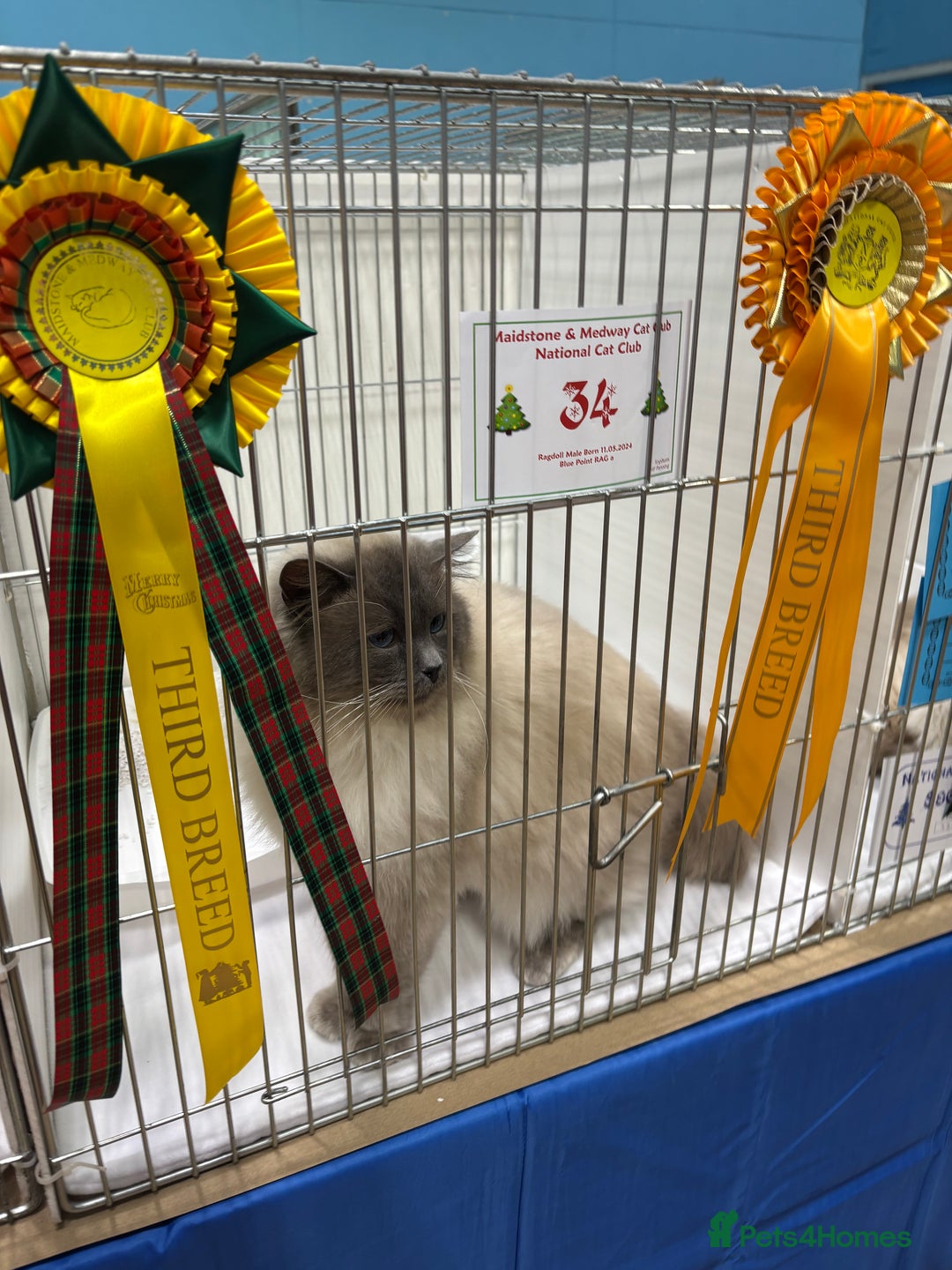 Ragdoll cats for stud: Blue colourpoint gccf reg boy available  - Advert 4