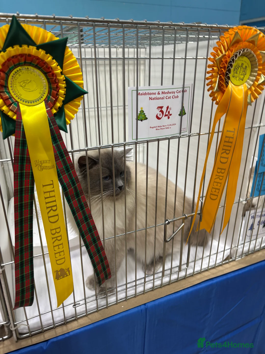 Ragdoll cats for stud: Blue colourpoint gccf reg boy available  - Advert 4