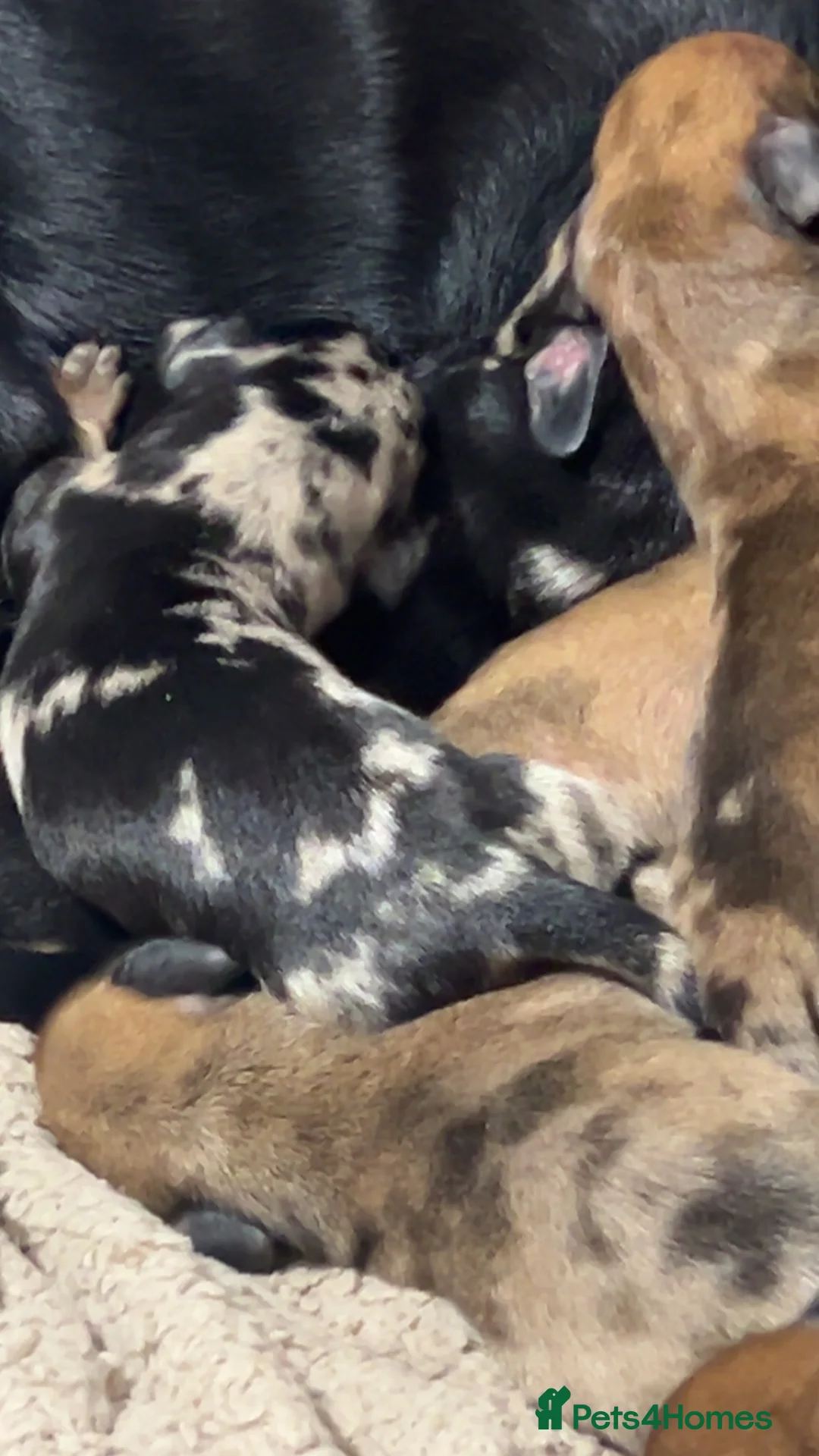 Miniature Dachshund dogs for sale: Dachound puppy’s - Advert 2