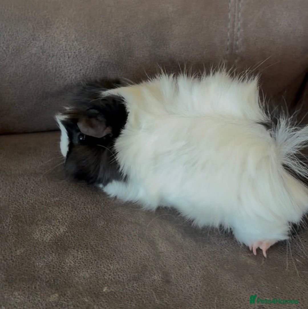 Guinea Pig rodents for sale: Female guinea pig seven months old  - Advert 4