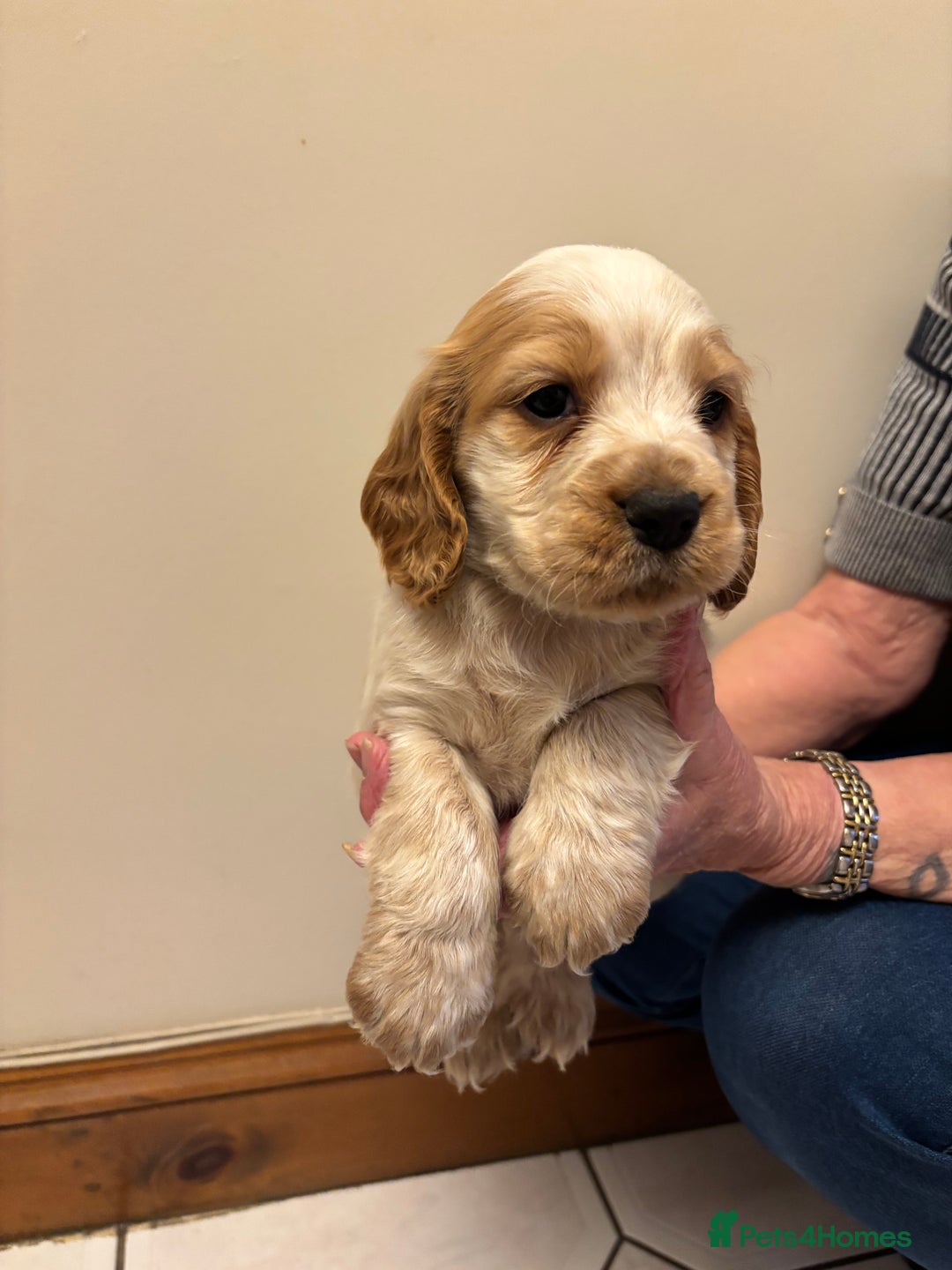 Cocker Spaniel dogs for sale: KC reg cocker spaniels  - Advert 24
