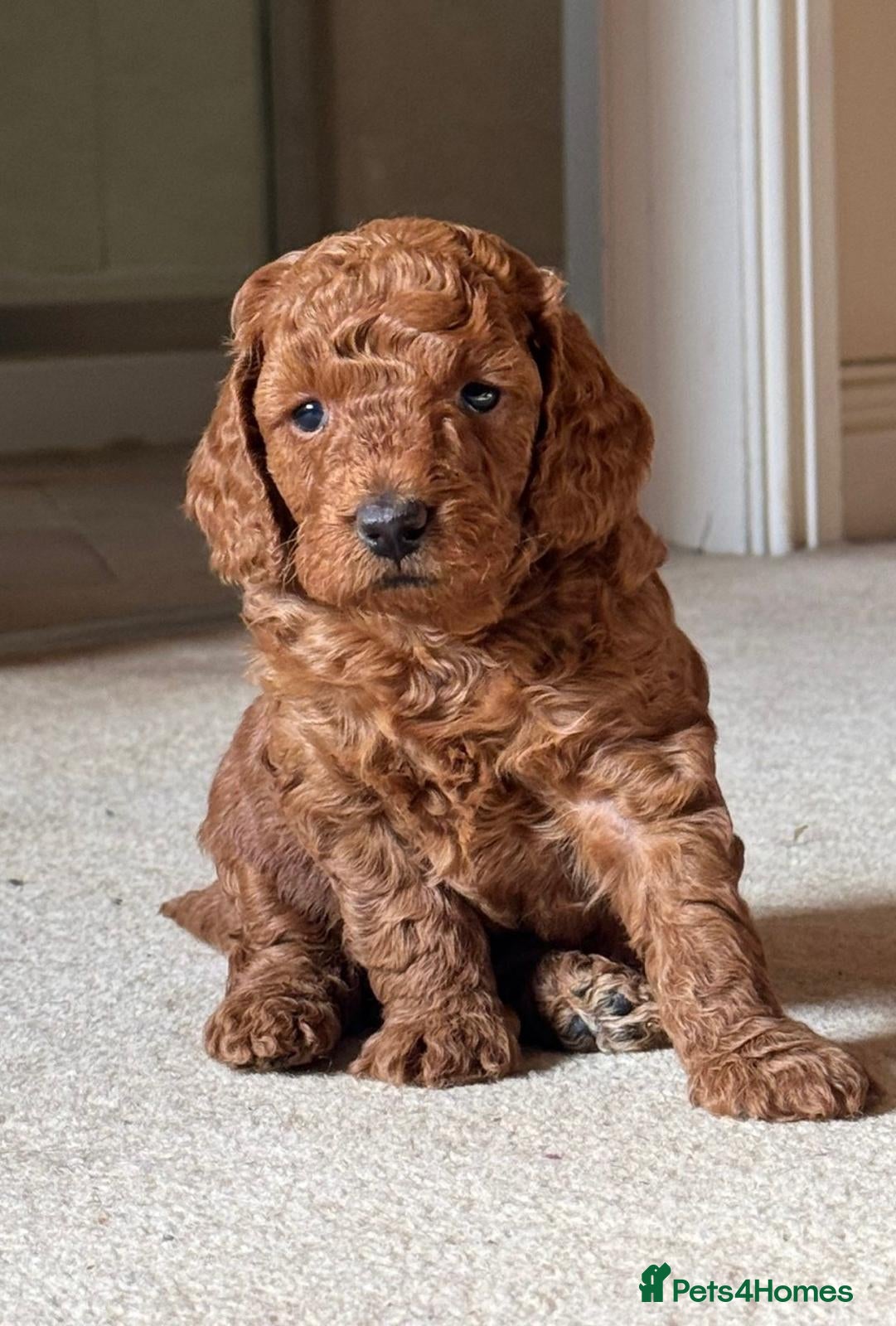 Miniature Poodle dogs Exceptional deep red mini poodles - Advert 2