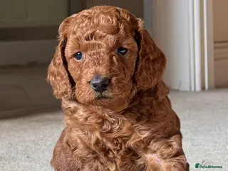 Miniature Poodle dogs Exceptional deep red mini poodles - Advert 2