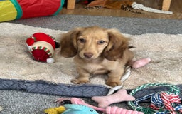 Miniature Dachshund dogs for sale: Gorgeous shaded cream boy and girl - Image 8