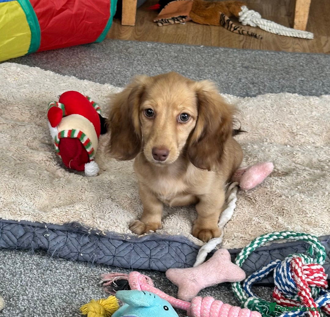 Miniature Dachshund dogs for sale: Gorgeous shaded cream boy and girl - Image 8