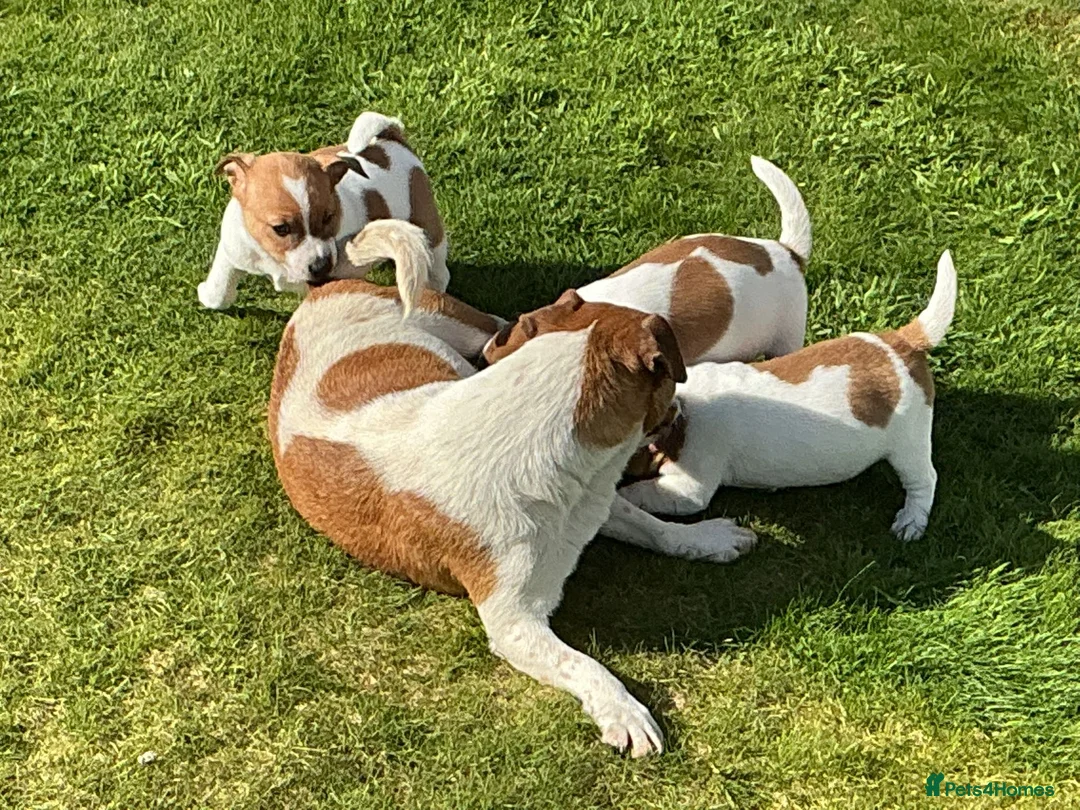 Jack Russell dogs for sale: Healthy chunky JRT puppies  in Llandovery - Advert 1
