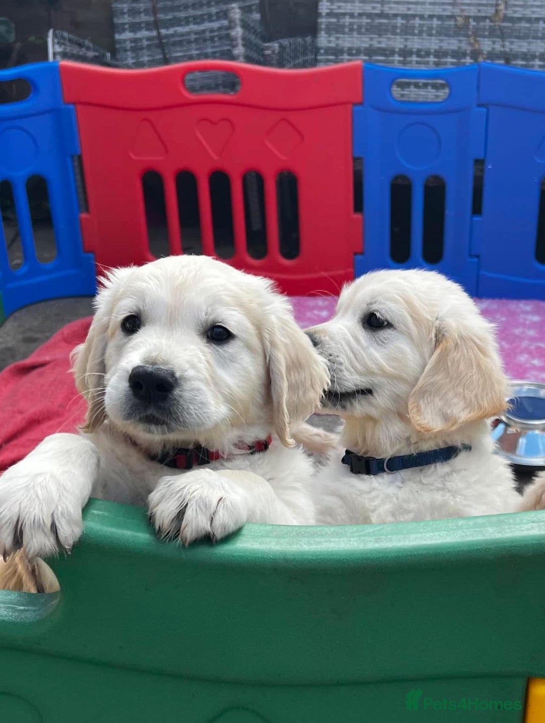Goldador dogs for sale: Superb Goldador Puppies expected - Advert 12