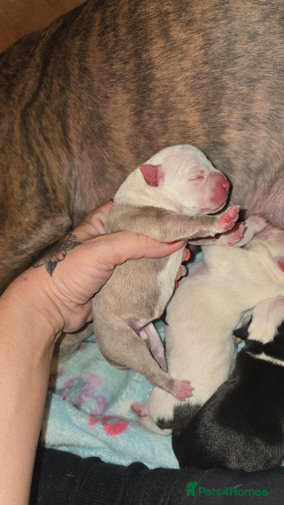 Mixed Breed dogs for sale: Pocket bullies x blue staff - Image 6