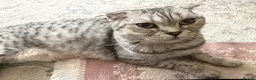 Scottish Fold cats for sale: Stunning British Shorthair/Scottish Fold Kittens🐾 in London - Advert 18