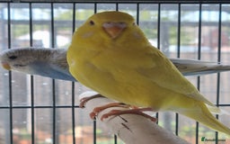 Budgerigars birds for sale: Baby budgies for sale . - Image 5