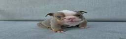 English Bulldog dogs for sale: Beautiful litter of English Bulldogs - Advert 22
