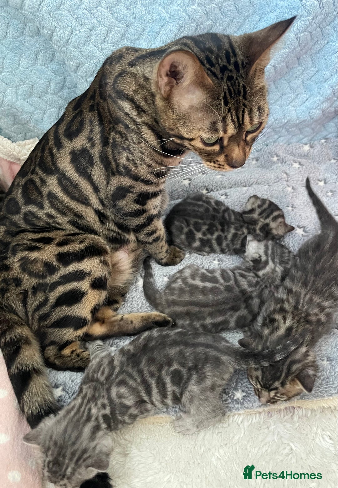 Bengal cats for sale: Incredibly beautiful Bengals kittens TICA  - Advert 20