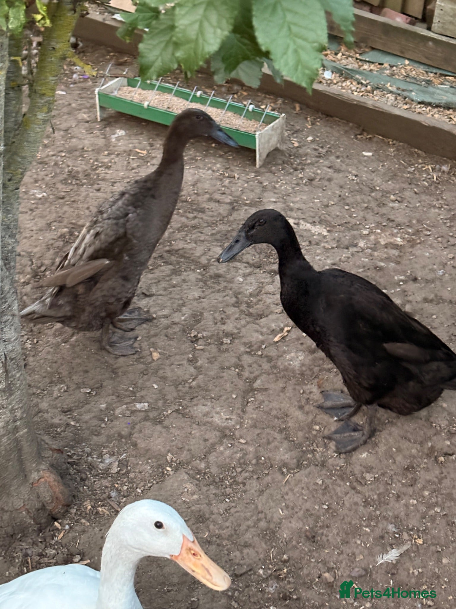 Ducks poultry Female runner ducks - Advert 2