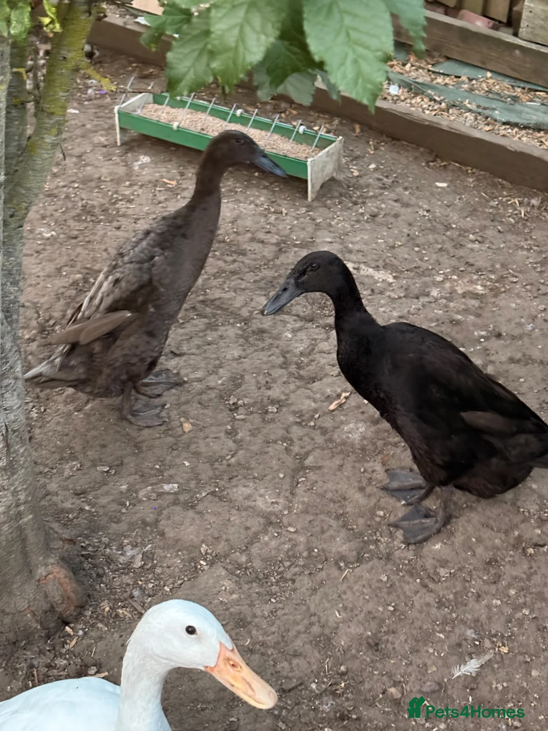 Ducks poultry for sale: Female runner ducks in Taunton - Advert 1