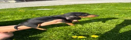 Dachshund dogs for sale: Dachshund puppies - Advert 12