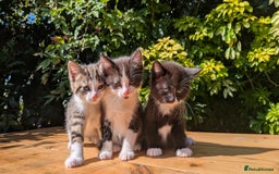 Mixed Breed cats for sale: Tuxedo Kittens - Image 6