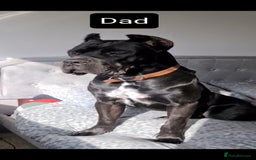 Cane Corso dogs for sale: WORLD CLASS CANE CORSO PUPPIES! 2 Males 4 Females. - Advert 4