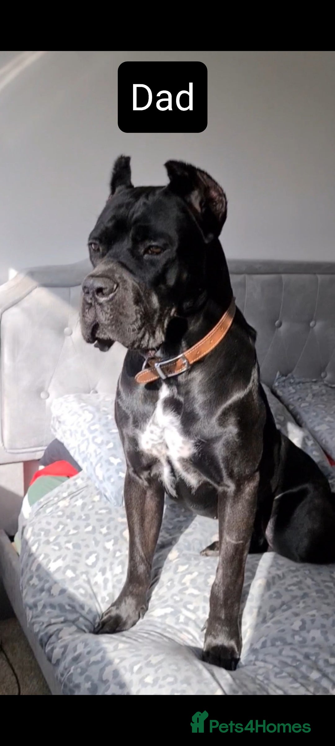 Cane Corso dogs for sale: WORLD CLASS CANE CORSO PUPPIES! 2 Males 4 Females. - Advert 4
