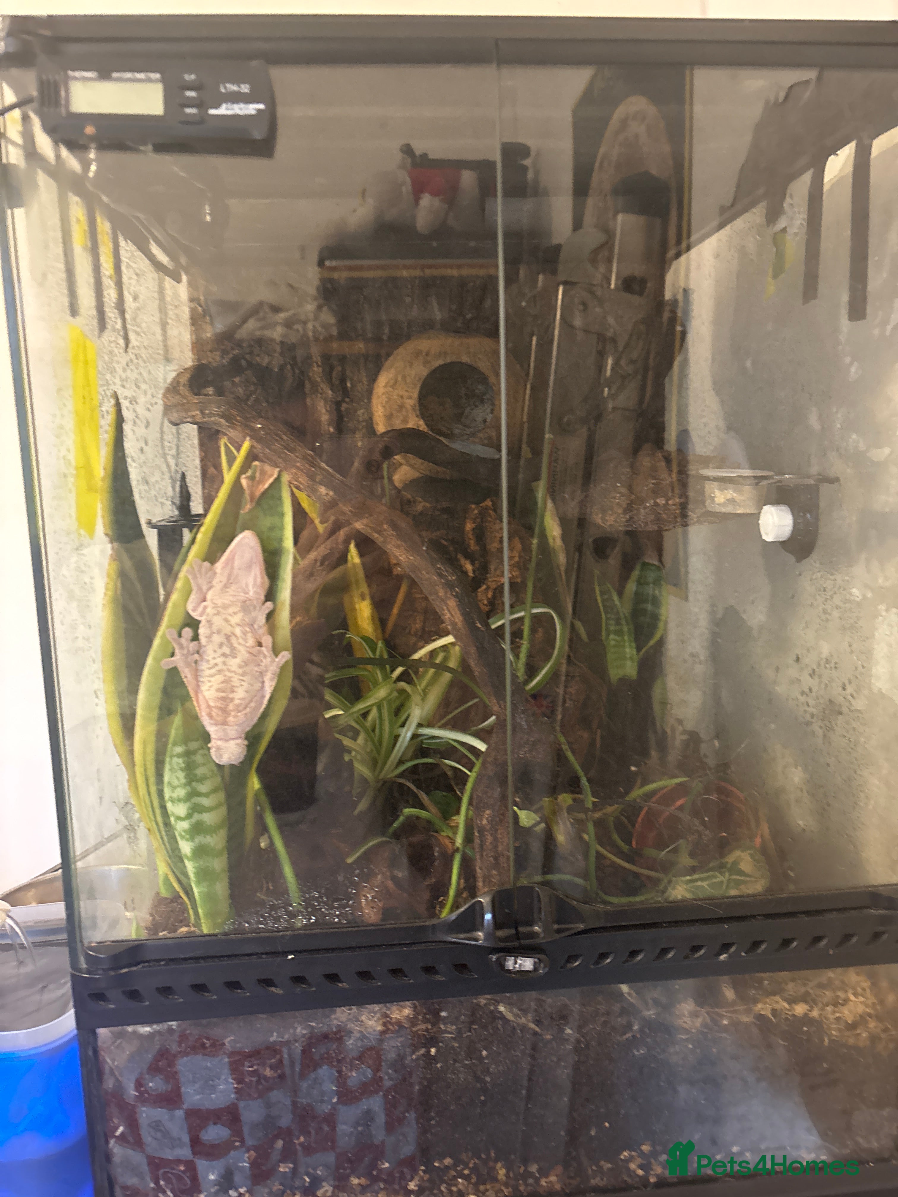 Gecko reptiles Crested gecko  - Advert 2