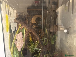 Gecko reptiles Crested gecko - Advert 1