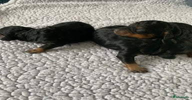 Cockapoo dogs - Advert 6