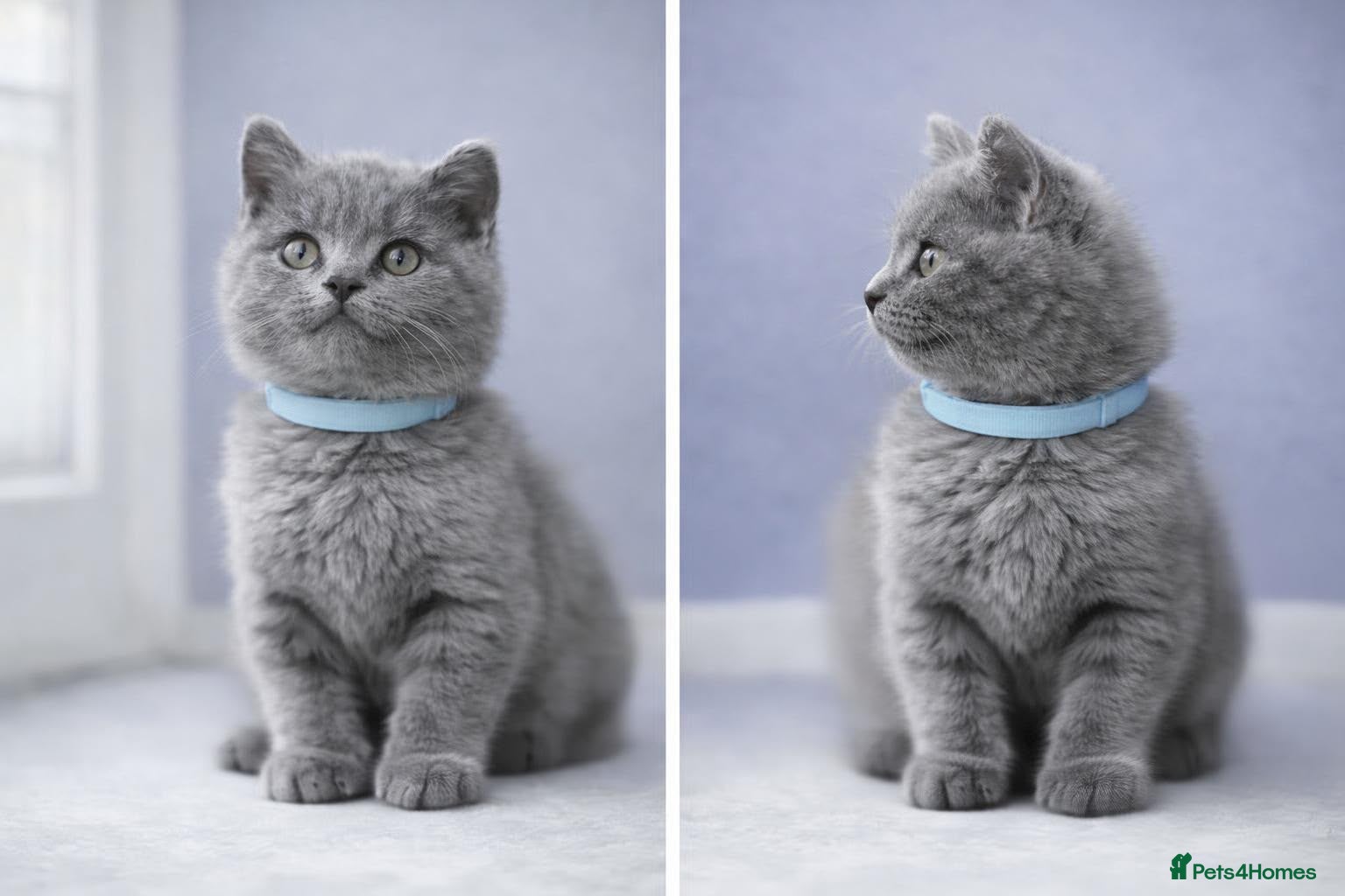 British Shorthair cats British Short Hair Blue Kittens  - Advert 2