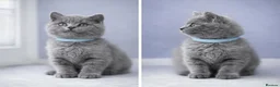 British Shorthair cats for sale: *Ready to leave in 1 week* Blue BSH GCCF Kittens  - Advert 6