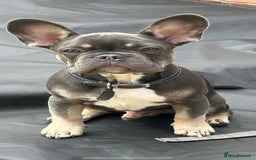 French Bulldog dogs for stud: 💎Blue & Tan 🤎 Merle French bulldog stud 🧬🔥 in Manchester - Image 32