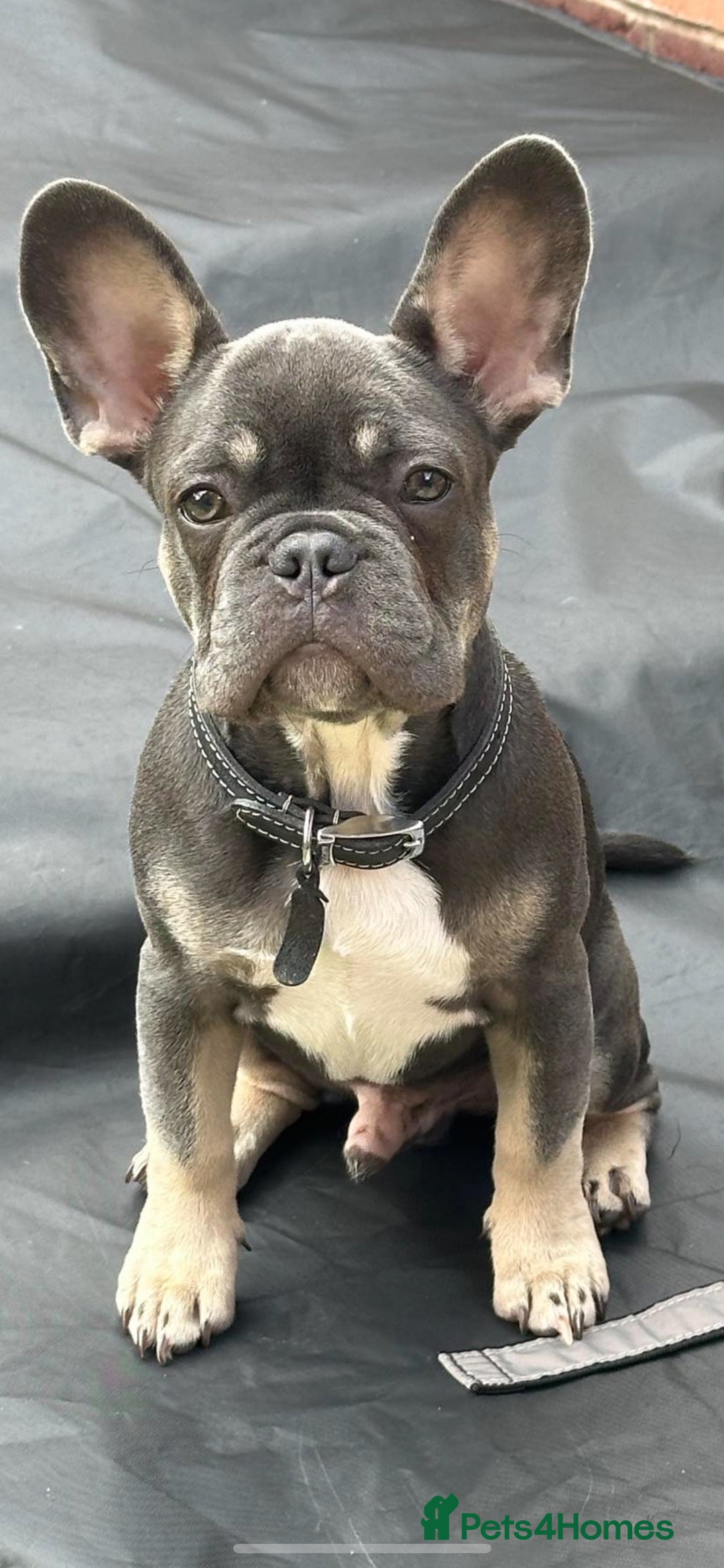 French Bulldog dogs for stud: 💎Blue & Tan 🤎 Merle French bulldog stud 🧬🔥 in Manchester - Image 32