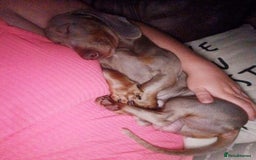 Dachshund dogs for sale: Slinky - Image 3