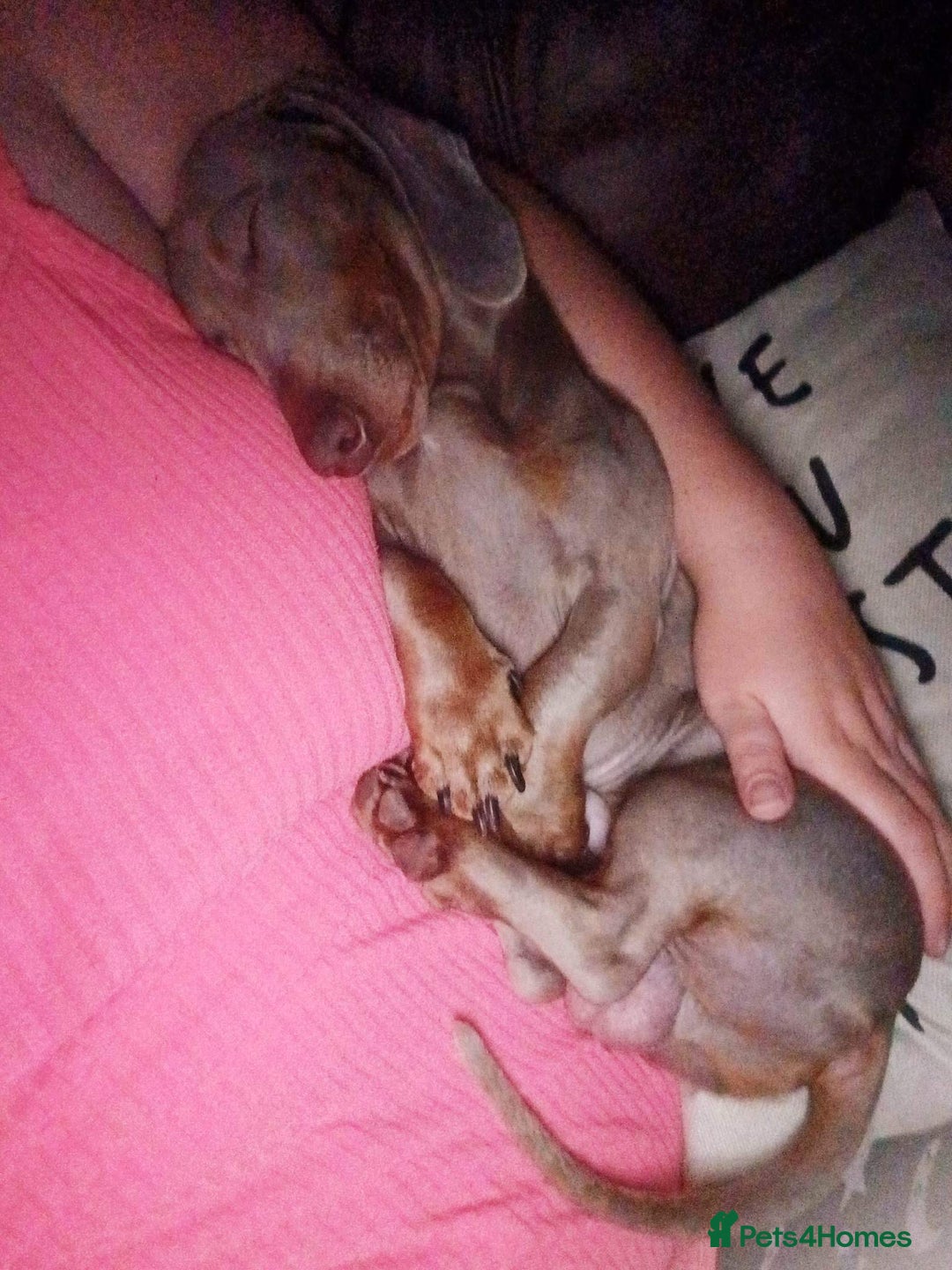 Dachshund dogs for sale: Slinky - Image 3