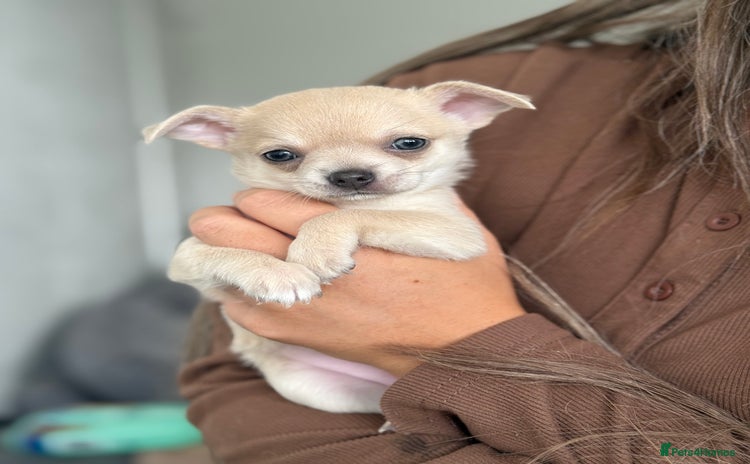 Chihuahua dogs - Advert 4