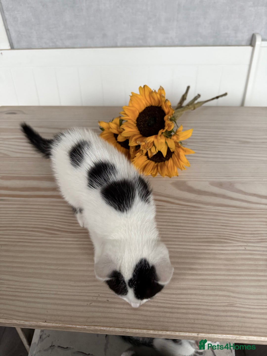 Mixed Breed cats for sale: Three beautiful kittens  - Image 9