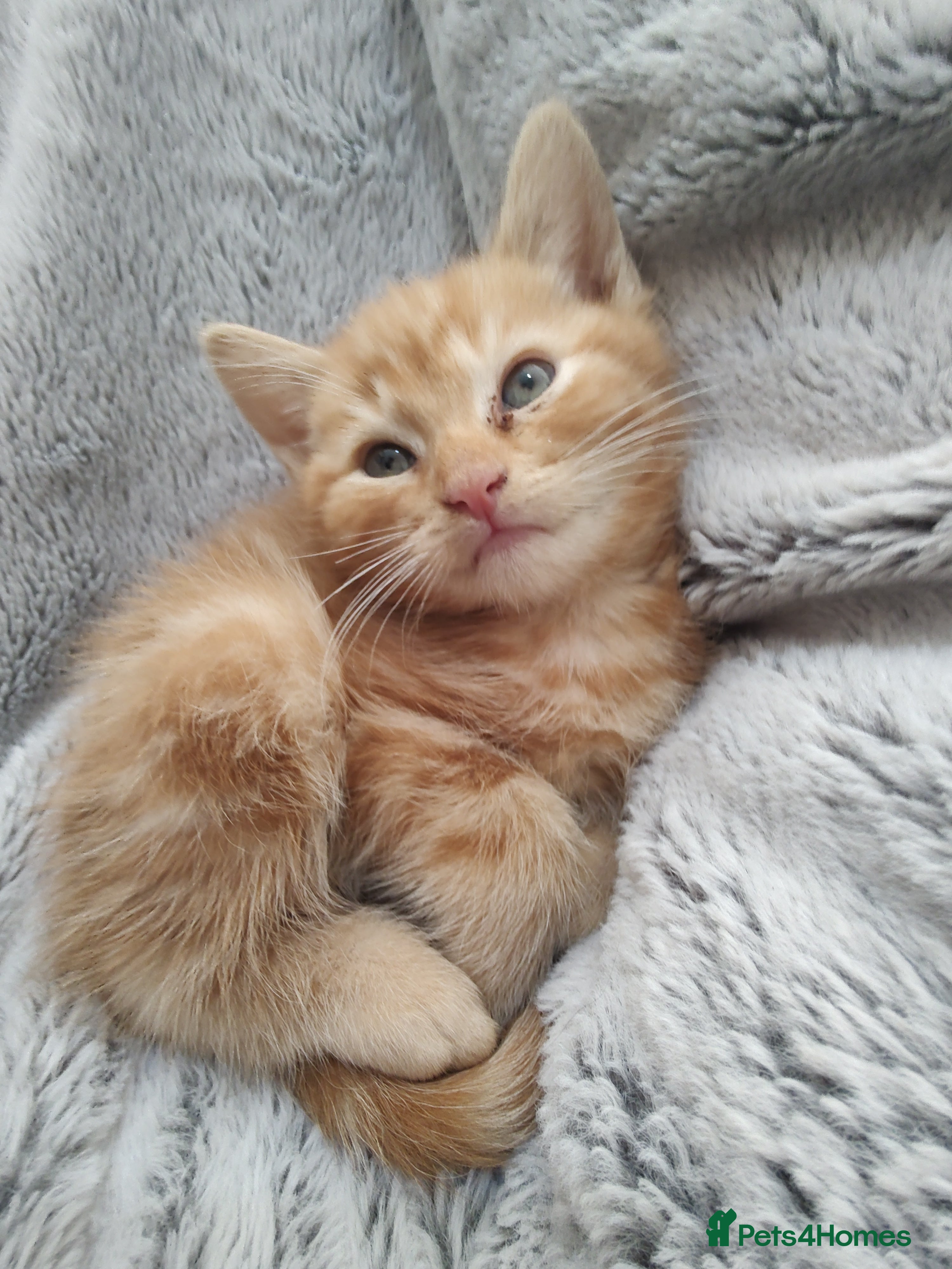 Mixed Breed cats Beautiful 2 litters of kittens available - Advert 2