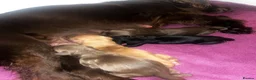 Cocker Spaniel dogs for sale: 3 Cocker Spaniel Puppies for sale - Advert 14