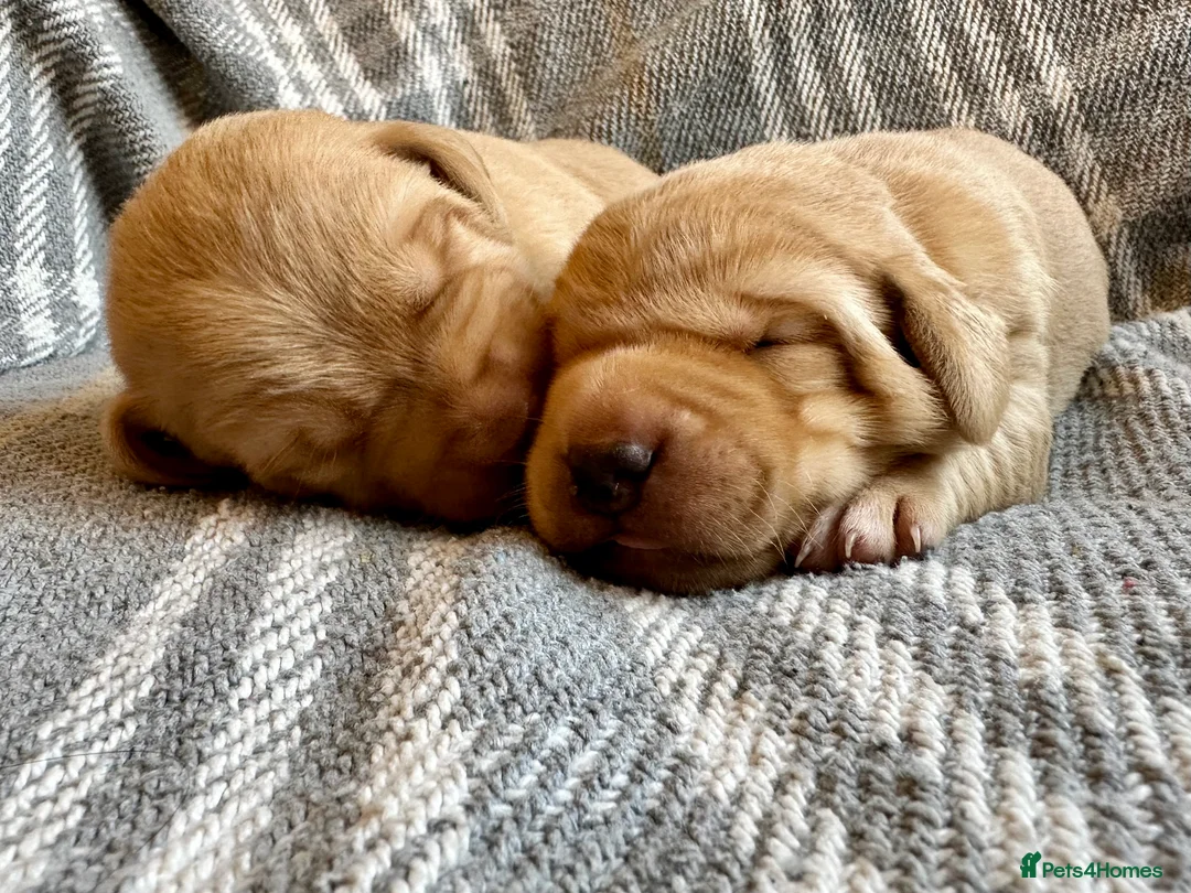 Labrador Retriever dogs for sale: Fox Red Pedigree Labrador Litter - Advert 8