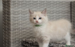 Ragdoll cats for sale: 🐈✨ Tica Registered Ragdoll Kittens in Tamworth - Image 6