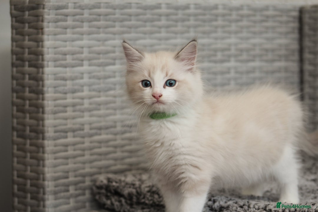 Ragdoll cats for sale: 🐈✨ Tica Registered Ragdoll Kittens in Tamworth - Image 6