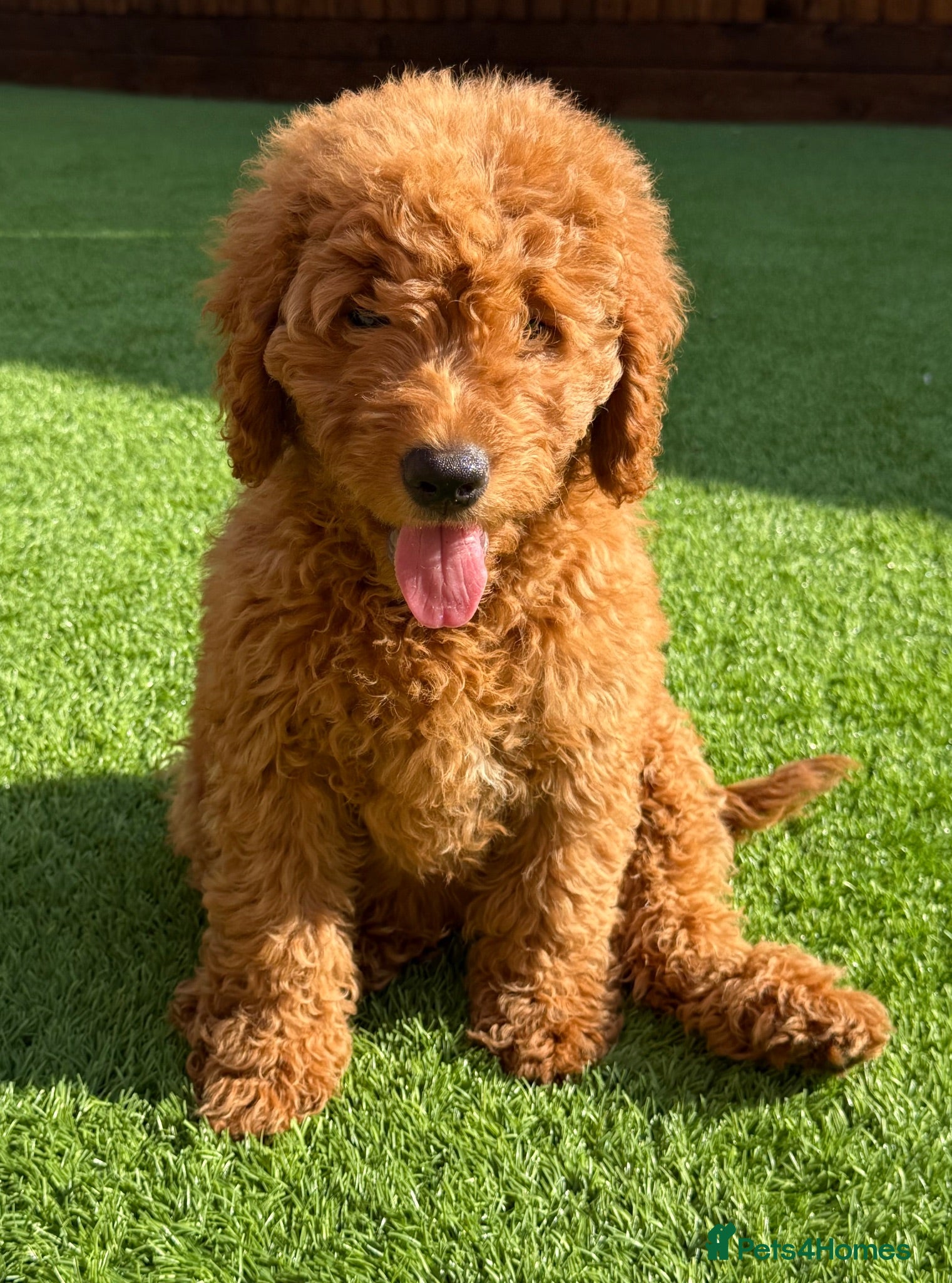 Double Doodle dogs Sunning littler of Australian Double Doodles  - Advert 1